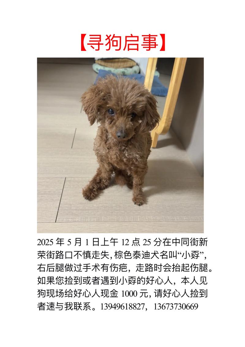 泰迪走丢了自己会回来吗?