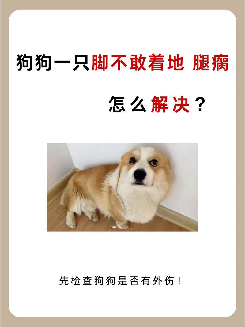 狗突然一只脚瘸了怎么办