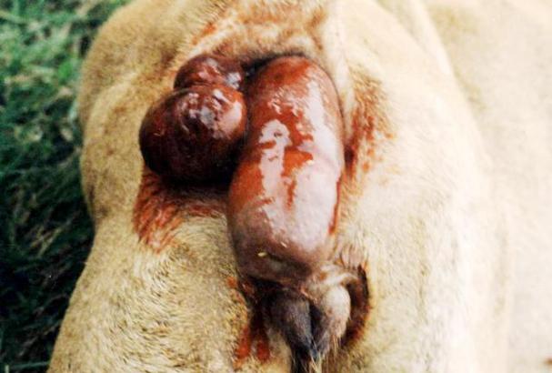 狗狗肠套叠的症状