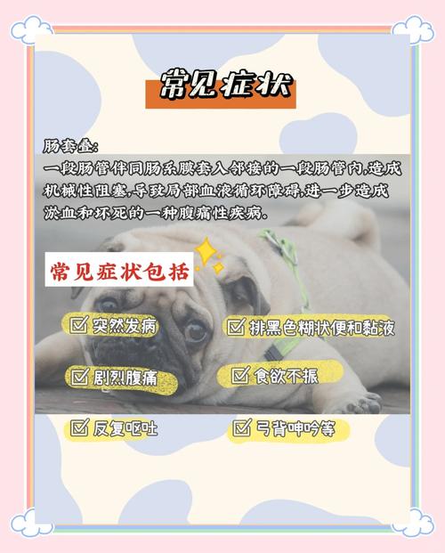 狗狗的肠套叠症状及治疗方法