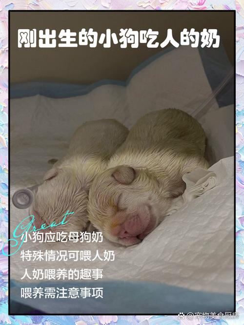 狗狗喝牛奶会死吗