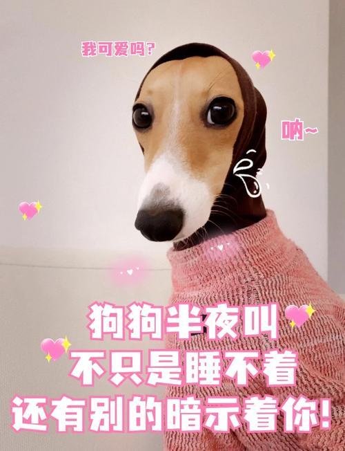 晚上狗一直叫个不停,是为什么?