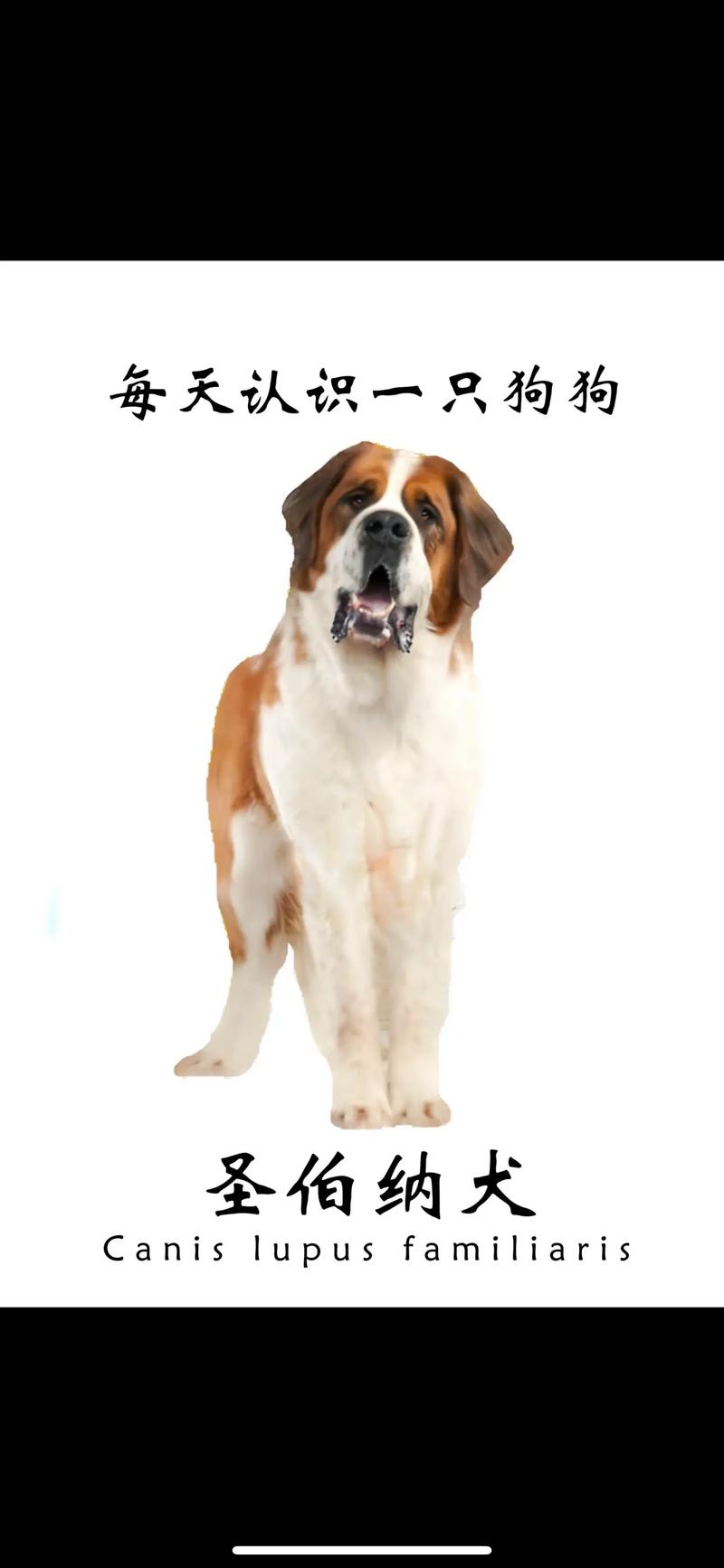 圣伯纳犬老挠耳朵是什么情况?