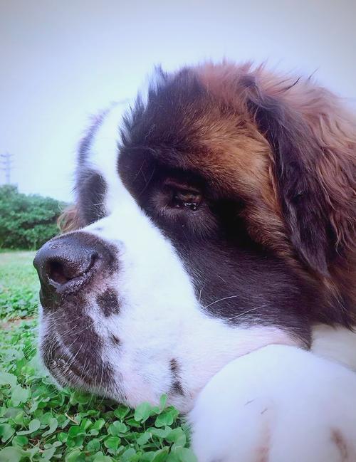 狗狗老是摇头甩耳朵是怎么回事?