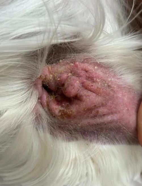 狗狗得了中耳炎?