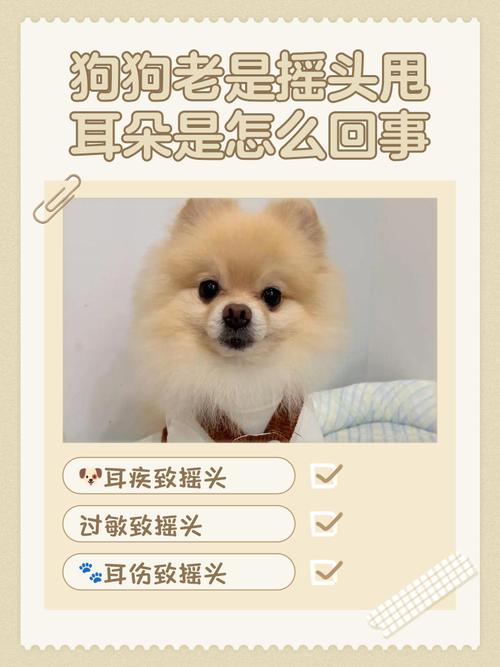 狗狗耳朵里有黄色脓液怎么回事