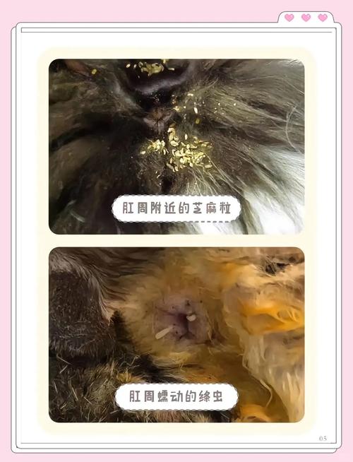 猫咪感染绦虫的表现?