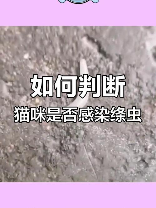 怎么判断猫没有绦虫了