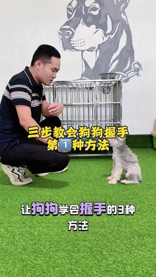 怎样教狗狗握手