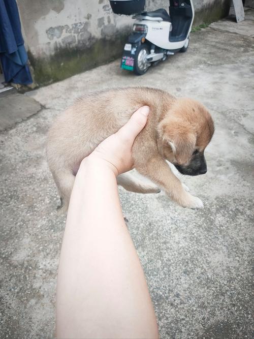 怎样快速教会狗狗握手?