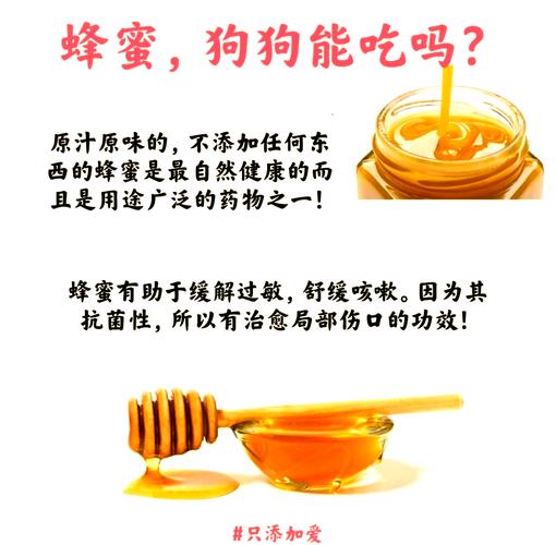 狗狗能吃生蜂蜜吗?宠物狗吃蜂蜜的好处?