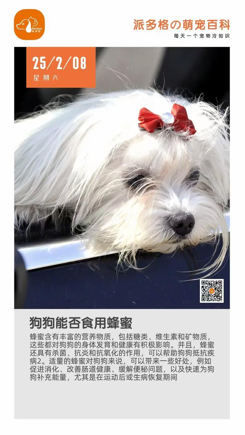 狗狗可以吃蜂蜜吗