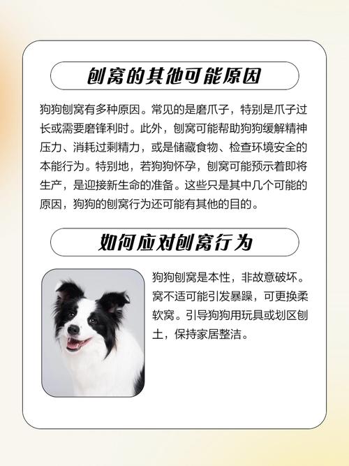 狗狗从凌晨两点多就开始刨窝了,刨一会就睡一会还不停的走来走去,不过...