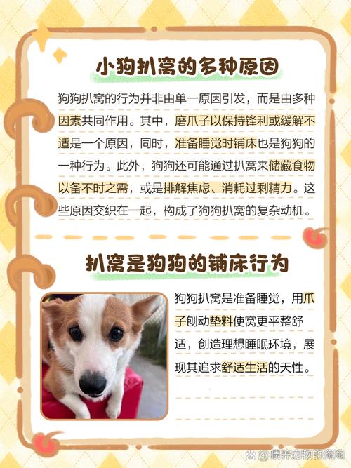 这几天狗狗总刨窝还哼唧是怎么回事