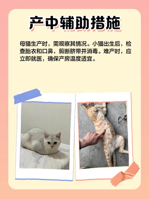 家里养的猫生了一窝小猫该怎么办?