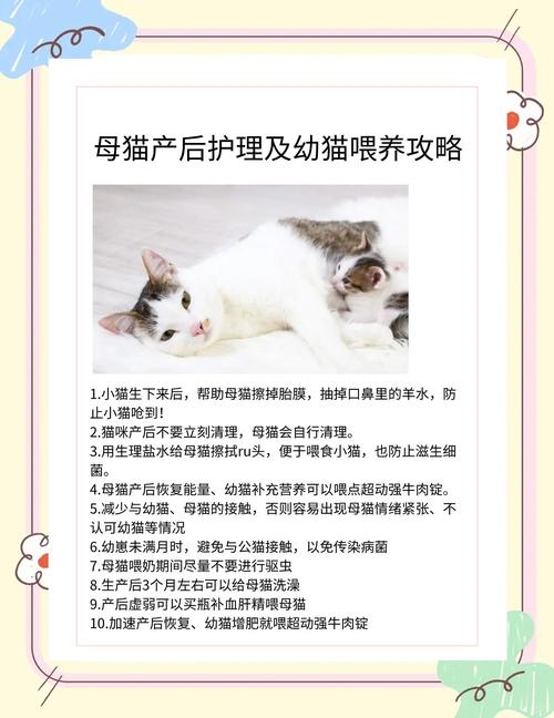 家中的猫咪生宝宝了,怎么办呢?