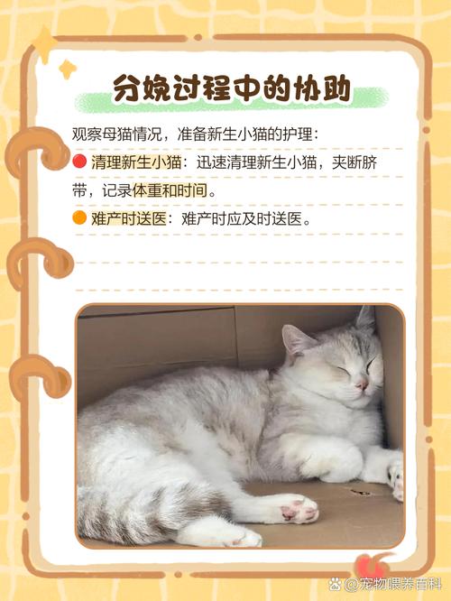 猫生孩子应该怎么处理
