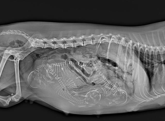 狗狗怀孕能洗澡吗