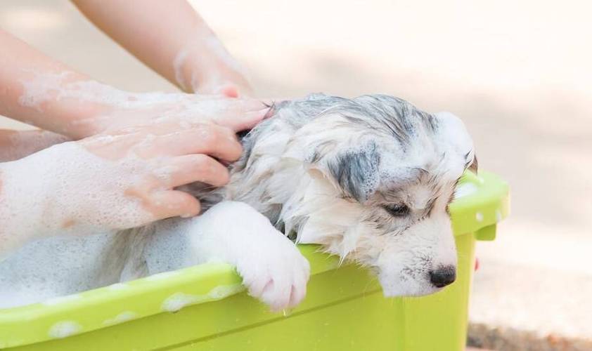 狗狗怀孕可以洗澡吗