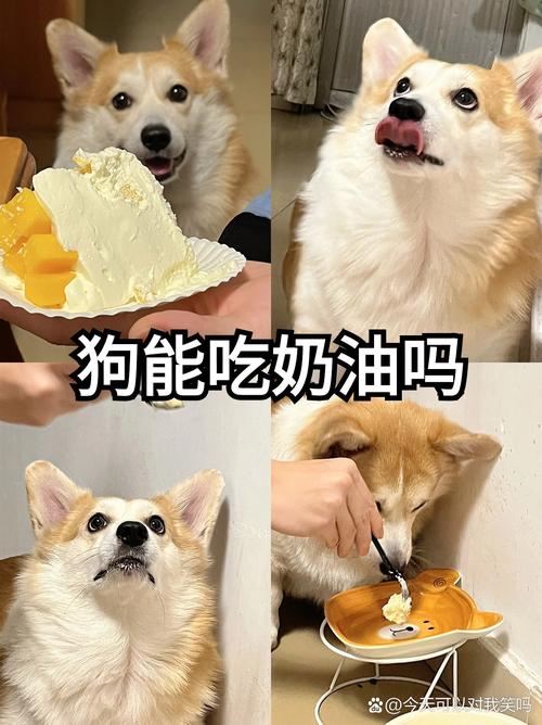 狗狗能吃奶油和蛋糕吗?
