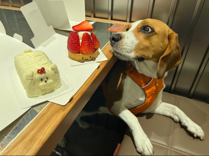 狗吃了蛋糕奶油会死吗