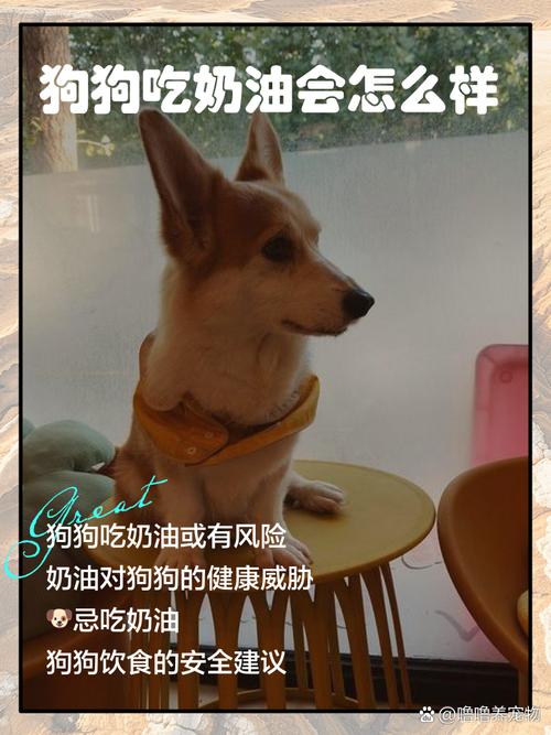 狗狗能吃蛋糕的奶油吗