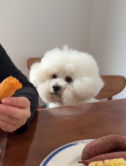 比熊能吃桂圆吗?