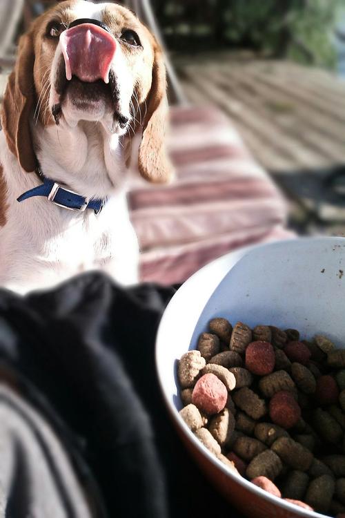 狗能吃桂圆吗?为什么?