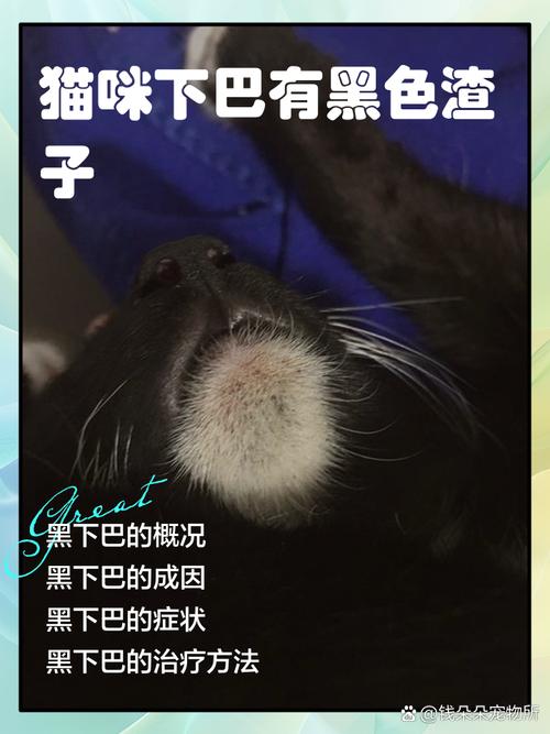 我家猫咪下巴为什么变黑色