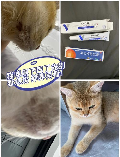 猫咪黑下巴的预防和治疗