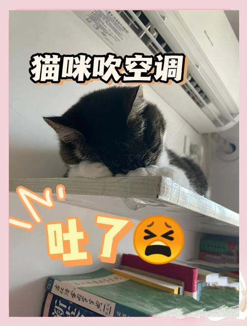 猫咪怕热吗,可以吹空调吗