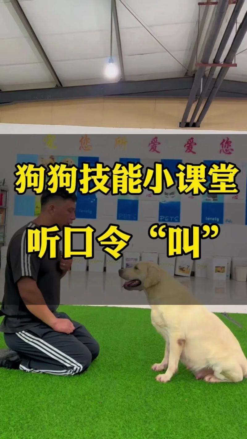 怎么让狗狗一叫就过来