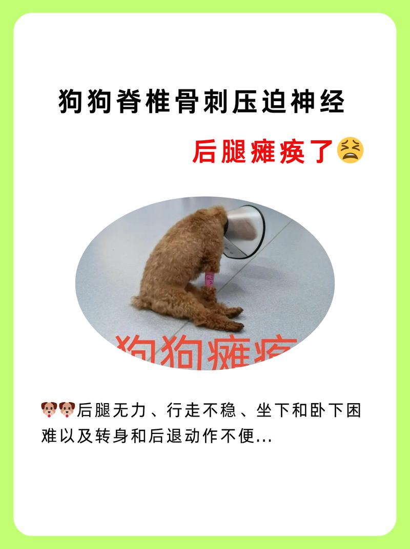 狗狗腰椎压迫神经治疗