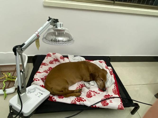 狗子腰椎间盘突出该怎么护理?