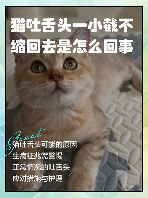 猫咪吐一小截舌头出来不收回去是什么原因?