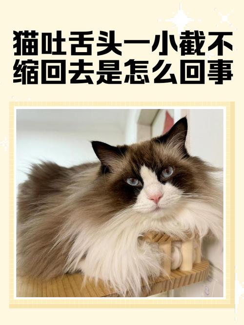 猫咪睡觉吐舌头是为什么