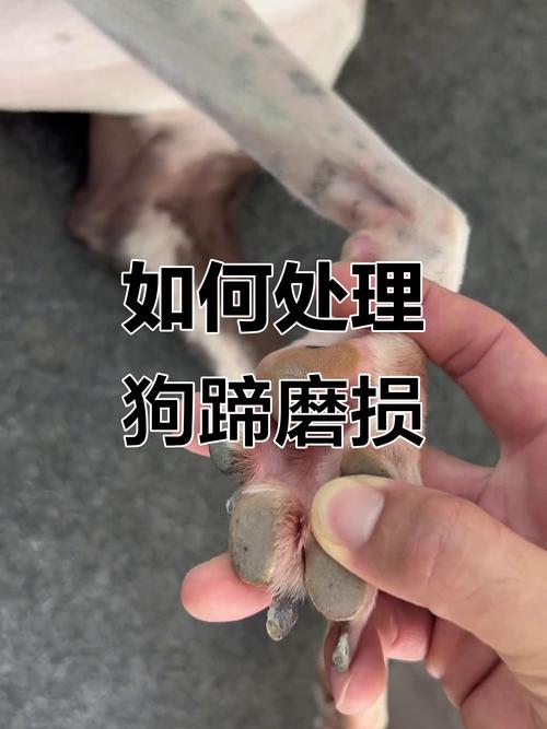 如何给狗狗的蹄子包扎伤口