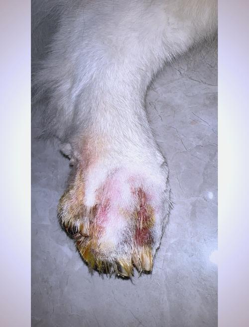 狗脚掌肉垫破了多久痊愈