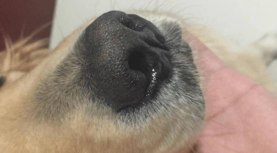 狗狗鼻子流透明的水