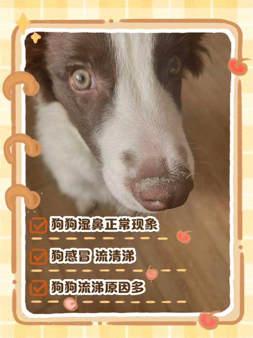 狗狗流清水鼻涕正常吗,狗狗流鼻涕流的是水