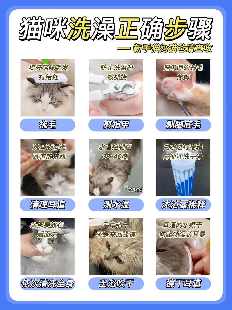 猫咪出生多久可以洗澡