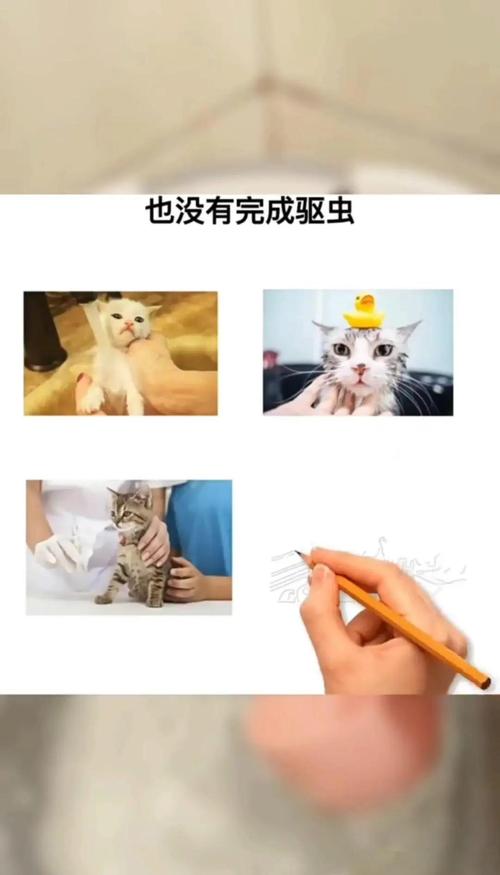 猫多大可以洗澡洗澡的时间你掌握了吗?