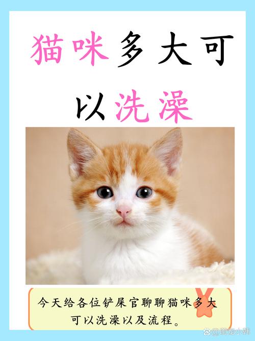 刚出生的小猫多大就可以洗澡了?