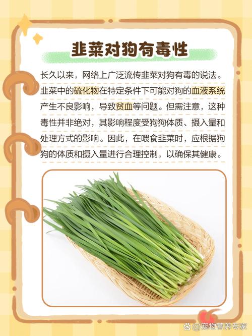 狗狗能吃韭菜鸡蛋吗