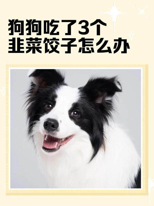 狗狗不能吃的6种食物是什么?