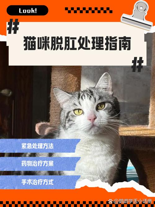 猫咪直肠脱怎么治疗?