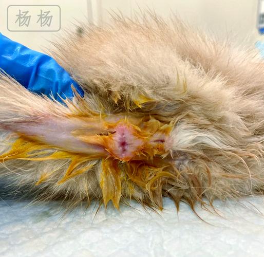 猫咪屁股外翻是腹泻还是便秘?怎么判断?