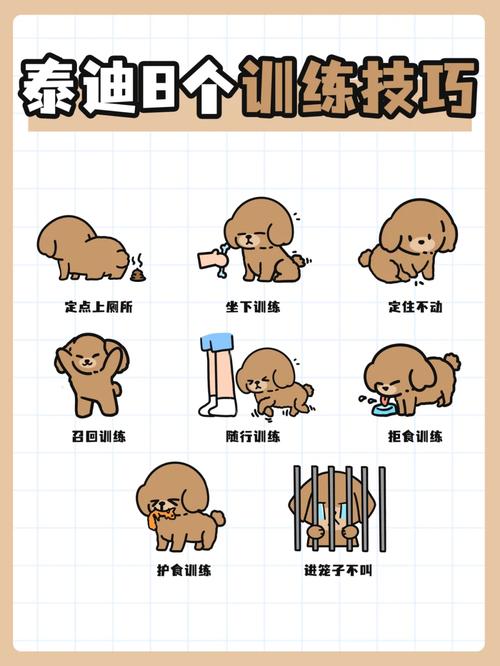 怎样训练泰迪狗听话