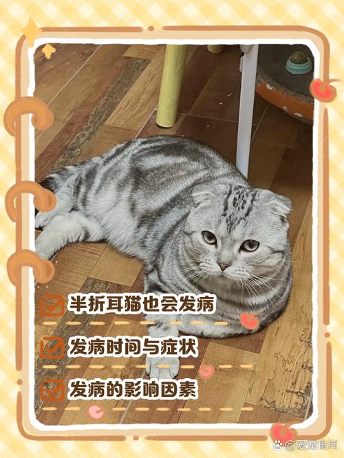 半折耳猫咪会发病吗