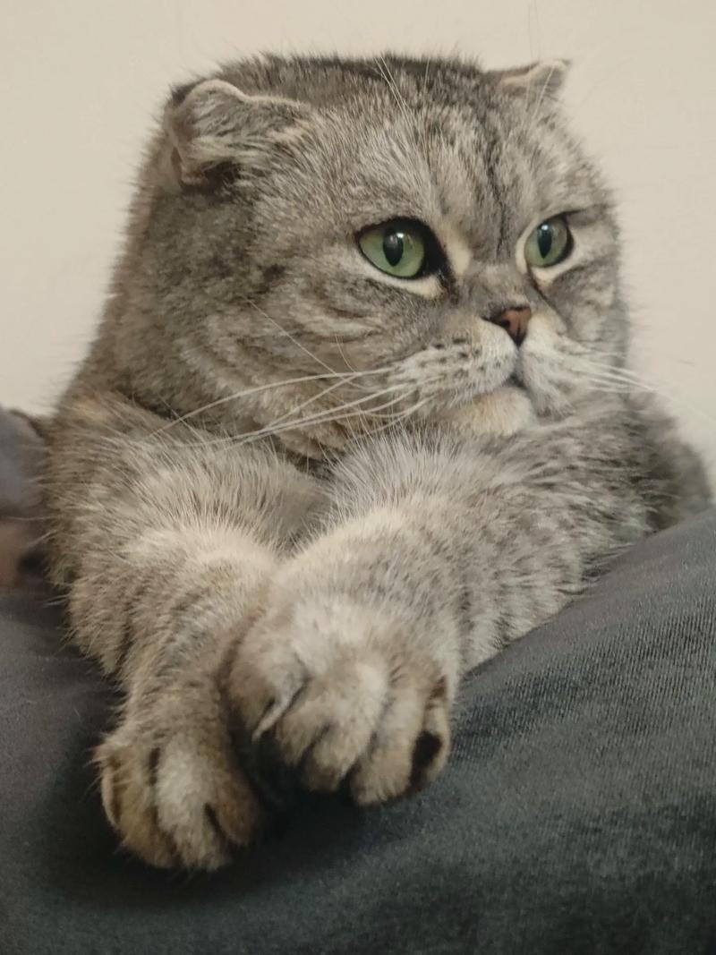 半折耳猫发病几率有多大